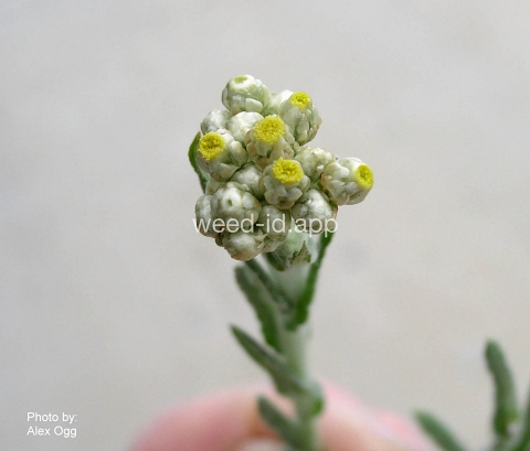 cudweed, cottonbatting